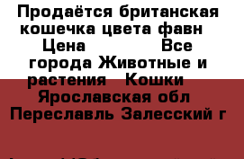 Продаётся британская кошечка цвета фавн › Цена ­ 10 000 - Все города Животные и растения » Кошки   . Ярославская обл.,Переславль-Залесский г.